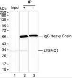 LYSMD1 Recombinant Mouse Monoclonal Antibody (K1H006_15G7)