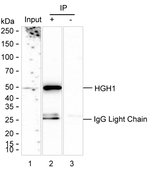 HGH1 Antibody in Immunoprecipitation (IP)