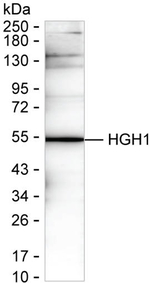 HGH1 Antibody in Western Blot (WB)
