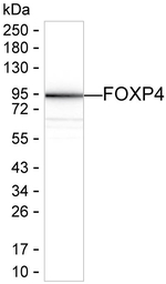 FOXP4 Antibody in Western Blot (WB)