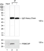 PSMC3IP Antibody in Immunoprecipitation (IP)