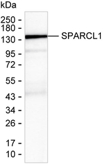 SPARCL1 Recombinant Mouse Monoclonal Antibody (K9N021_3E1)