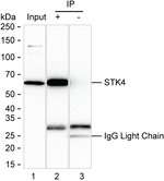 MST1 (STK4) Antibody in Immunoprecipitation (IP)