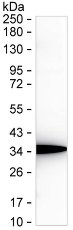 NMNAT1 Recombinant Mouse Monoclonal Antibody (K94070_7B12)