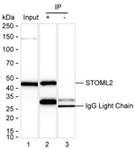 STOML2 Antibody in Immunoprecipitation (IP)