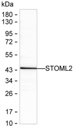 STOML2 Recombinant Mouse Monoclonal Antibody (K40091_9F3)
