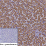 HSDL2 Antibody in Immunohistochemistry (Paraffin) (IHC (P))