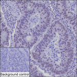 RNF169 Recombinant Mouse Monoclonal Antibody (K8U040_8D5)