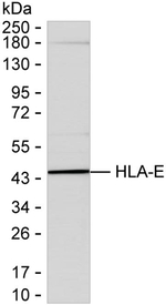 HLA-E Recombinant Mouse Monoclonal Antibody (K56061_14A8)