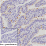 DNAH12 Recombinant Mouse Monoclonal Antibody (K40100_3A8)