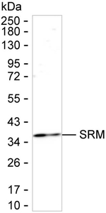 SRM Antibody in Western Blot (WB)