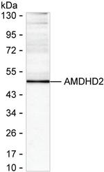 AMDHD2 Antibody in Western Blot (WB)
