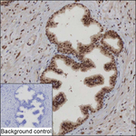 SRP19 Recombinant Mouse Monoclonal Antibody (K92094_12E4)
