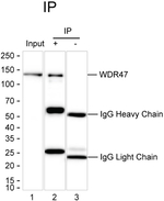 WDR47 Recombinant Mouse Monoclonal Antibody (K29089_1C7)