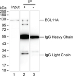 BCL11A Antibody in Immunoprecipitation (IP)