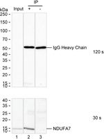 NDUFA7 Antibody in Immunoprecipitation (IP)