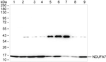 NDUFA7 Antibody in Western Blot (WB)