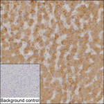PHLPP1 Recombinant Mouse Monoclonal Antibody (K40100_12D5)