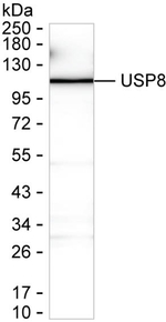 USP8 Recombinant Mouse Monoclonal Antibody (K1E082_4B9)