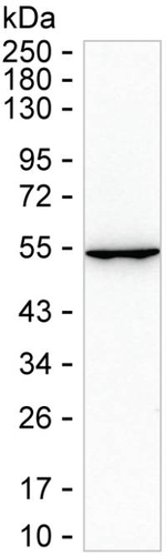 CNDP1 Recombinant Mouse Monoclonal Antibody (K40096_15G7)