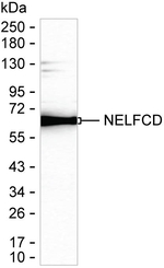 TH1L Antibody in Western Blot (WB)