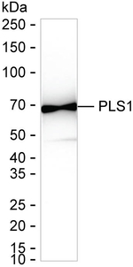 PLS1 Recombinant Mouse Monoclonal Antibody (KCA014_9A8)