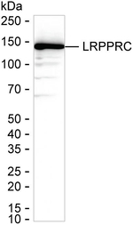 LRP130 Recombinant Mouse Monoclonal Antibody (KCA012_17F8)