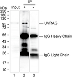 UVRAG Recombinant Mouse Monoclonal Antibody (K9N024_2H2)