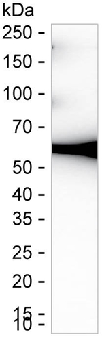 COPD Antibody in Western Blot (WB)