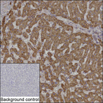 ALDH1B1 Antibody in Immunohistochemistry (Paraffin) (IHC (P))