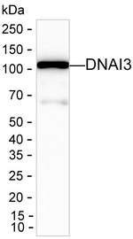 WDR63 Recombinant Mouse Monoclonal Antibody (K56070_5F3)