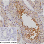 KIAA1211 Recombinant Mouse Monoclonal Antibody (K56070_1G7)