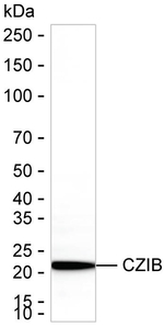 C1orf123 Recombinant Mouse Monoclonal Antibody (K92095_2G6)