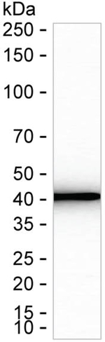 NUDC Antibody in Western Blot (WB)