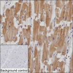 TMOD1 Recombinant Mouse Monoclonal Antibody (K06379_5B7)