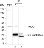 TMOD1 Antibody in Immunoprecipitation (IP)