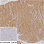 SMPX Recombinant Mouse Monoclonal Antibody (K8U055_1D11)