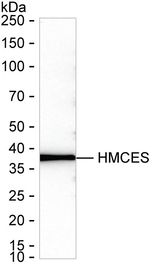 HMCES Antibody in Western Blot (WB)