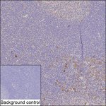 CD300a Recombinant Mouse Monoclonal Antibody (KBL009_19B12)