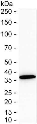 C9orf78 Antibody in Western Blot (WB)