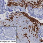 HLA-G Antibody in Immunohistochemistry (Paraffin) (IHC (P))