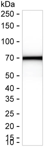 KLHL41 Antibody in Western Blot (WB)