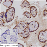 PSMD7 Antibody in Immunohistochemistry (Paraffin) (IHC (P))