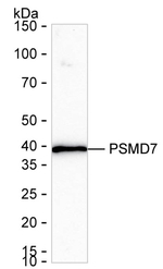 PSMD7 Antibody in Western Blot (WB)