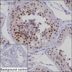 WDR26 Antibody in Immunohistochemistry (Paraffin) (IHC (P))
