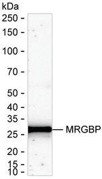 MRG Antibody in Western Blot (WB)