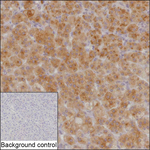 MRAP Recombinant Mouse Monoclonal Antibody (K29113_3A7)