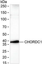 CHORDC1 Recombinant Mouse Monoclonal Antibody (K8U060_14F9)