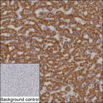 HADHB Recombinant Mouse Monoclonal Antibody (K29112_20C2)