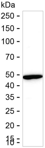 HADHB Antibody in Western Blot (WB)